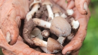 Une personne qui possède des champignons termitiers les partage avec ses voisins, et ces derniers préparent un délicieux porridge et les invitent à venir le déguster.