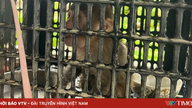 Un raro macaco dalla coda di maiale è stato avvistato mentre lavorava nei campi.