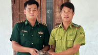 Ho Chi Minh -reitin varrella löydetyt harvinaiset kilpikonnat ovat palaamassa metsään.