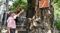 In een traditioneel dorp in de provincie Phu Tho (voorheen district Tam Nong) staat een eeuwenoude, meer dan 1000 jaar oude kaki-boom die zoete vruchten draagt.