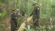จังหวัดกวางตรี: การอนุรักษ์ "ปอดสีเขียว" และเพิ่มมูลค่าทางเศรษฐกิจของป่าไม้