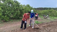Varietas singkong baru membuka peluang mata pencaharian bagi masyarakat di Tan Lap.