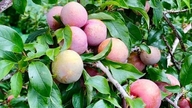 Kebun plum unik di Hanoi "dipadukan" dengan kebun persik di Da Lat.