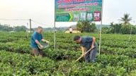 Die „Kombination“ der Düngemittel von Lam Thao hilft den Teebauern in Thai Nguyen, Teeblätter zu ernten, bis ihnen die Arme schmerzen.