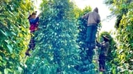 Giá tiêu hôm nay 15/6/2026: Dao động từ 138.500 - 140.500 đồng/kg