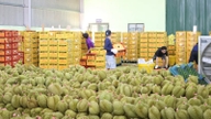 Přísná kontrola dodavatelského řetězce durianu před exportní sezónou 2026.