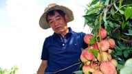 Petani di provinsi Hung Yen memperoleh ratusan juta dong dengan berhasil membudidayakan varietas leci yang menghasilkan buah "raksasa".