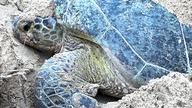 Urmărește fauna sălbatică în direct pe VTV.