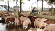 Preços da carne suína hoje, 17 de junho de 2026: Os preços permanecem estáveis ​​em geral.