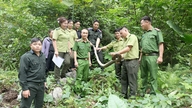 ลัมบินห์ปล่อยงูเหลือมกลับคืนสู่สภาพแวดล้อมทางธรรมชาติ
