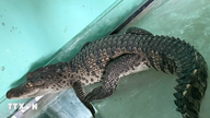 Hue: Crocodilul de apă dulce care a intrat în casa unui rezident a fost salvat.