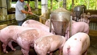 Harga daging babi hari ini, 17 Juni 2026: Pasar untuk sementara stagnan.