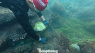 Korallrev reddet fra «spøkelsesnett»-mordere i Da Nang-havet.