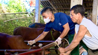 Comuna Binh Phu implementează prima fază de vaccinare și dezinfectare a mediilor zootehnice în 2026.