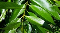 The two best times to drink vối leaf tea.