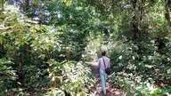 Hutan suci di bandar: Hutan Mỏm Hạc dan legenda Puteri Huyền Trân.