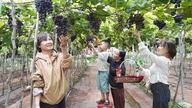 Les vignobles attirent les visiteurs dans les hautes terres.