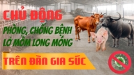 Các biện pháp phòng, chống bệnh lở mồm long móng trên gia súc
