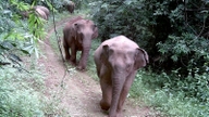 Ante la creciente presencia de elefantes salvajes, ¿cómo se están gestionando los conflictos entre estos animales gigantes y las comunidades locales en Dong Nai?