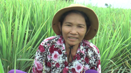 តើ​ប្រជាជន​នៅ​ឃុំ​តាន់​ភូដុង ខេត្ត​ដុងថាប (ពីមុន​ជា​ខេត្ត​ទៀន​យ៉ាង) ដាំ​ដំណាំ​អ្វី​ខ្លះ​ជំនួស​ឲ្យ​ស្រូវ ដែល​មាន​ឫស​ជ្រាប​ចូល​ដី​ប្រៃ ហើយ​ស្លឹក​របស់​ពួកគេ​ត្រូវ​បាន​លក់​ទៅ​ឲ្យ​ប្រទេស​ជប៉ុន និង​សហរដ្ឋអាមេរិក?