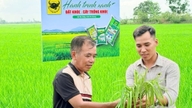 Begin bij de wortels om de rijstplant gezonder te maken.