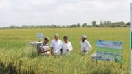 Utilizar la medición de emisiones como base para el proyecto de cultivo de arroz de alta calidad en una superficie de 1 millón de hectáreas.