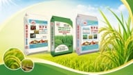 Lúa vụ mùa khỏe cây, năng suất nhờ Phân đa yếu tố NPK Văn Điển