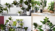 Plantas de Feng Shui que preferem sombra: O segredo para escolher plantas para uma casa próspera.