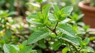 एसिड रिफ्लक्स से पीड़ित लोगों को पुदीने का सेवन क्यों नहीं करना चाहिए?