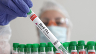 A Austrália detectou o vírus da gripe aviária H5N1 em seu território pela primeira vez.