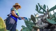 Een reis van heropleving vanuit een dor landschap: een dorp in Yunnan, China, wordt getransformeerd door een stekelige plant.