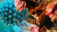 H5N1 kuş gribi virüsü her kıtaya yayıldı.