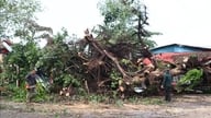 Dong Thap: Badai petir menyebabkan banyak pohon tumbang, mengakibatkan pemadaman listrik lokal.