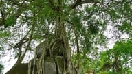 হাজার বছরের পুরোনো একটি ঐতিহ্যবাহী বটগাছ একটি পাথরকে আলিঙ্গন করে এক অনন্য 'কেক ও মুরগির মাংস'-এর আকৃতি তৈরি করেছে।