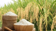 Preços do arroz hoje, 21 de junho, e na semana passada: Flutuações nos preços do arroz e nos preços de exportação.