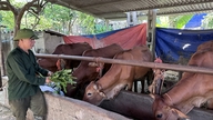 ប្រសិទ្ធភាពនៃគម្រោងគាំទ្រដល់ការបង្កាត់ពូជគោនៅភូកឡុក