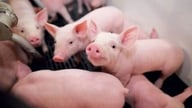 ราคาเนื้อหมูวันนี้ 22 มิถุนายน 2569: แนวโน้มทรงตัวยังคงดำเนินต่อไป