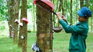 Harga karet hari ini, 22 Juni 2026: Berfluktuasi ke arah yang berlawanan.