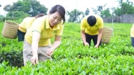 Az év első felében Thai Nguyen turisztikai ágazata több mint 7,3 billió VND bevételt generált.