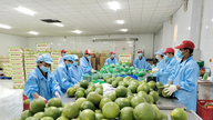 Vinh Long rozšiřuje oblast pěstování zelených pomel pro exportní trh.