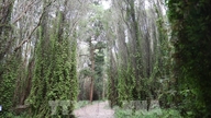 Protejarea a peste 9.739 de hectare de teren forestier în Rezervația Naturală Binh Chau - Phuoc Buu.