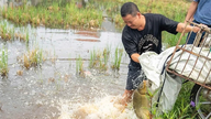 Triển khai mô hình luân canh “Một vụ lúa, một vụ cá” tại xã Lâm Thao