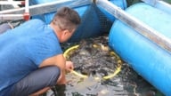 ベトナム最大の人工淡水貯水池であるフート省のホアビン湖では、ハンガリーコイの実験的な繁殖が行われている。