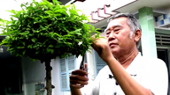 Durch den Anbau von Zierpflanzen, die Glück und Wohlstand symbolisieren, verdienen die Bewohner eines Dorfes in Tien Giang (heute Provinz Dong Thap) Milliarden von Dong.