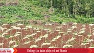 Sår håpets frø fra kudzu-planten i åssiden