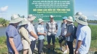 Цифрова трансформація є ключовою для розвитку виробництва рису з низьким рівнем викидів.