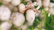 Sfaturi pentru gospodine despre cum să prepare taro pentru a suplimenta calciul.