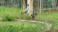 Red-crowned cranes adapt well; Dong Thap province welcomes six new individuals.