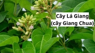 Gerechten en medicinale remedies met de bladeren van de Giang-plant ter behandeling van ziekten.