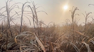 El Niño se výrazně zesílil a varuje před suchem, nedostatkem vody a vnikáním slané vody.